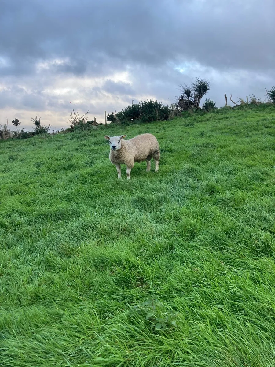 Pedigree texel ram lambs - Image 1