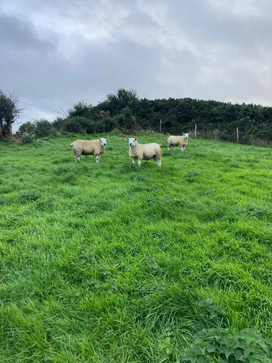 Pedigree texel ram lambs - Image 2