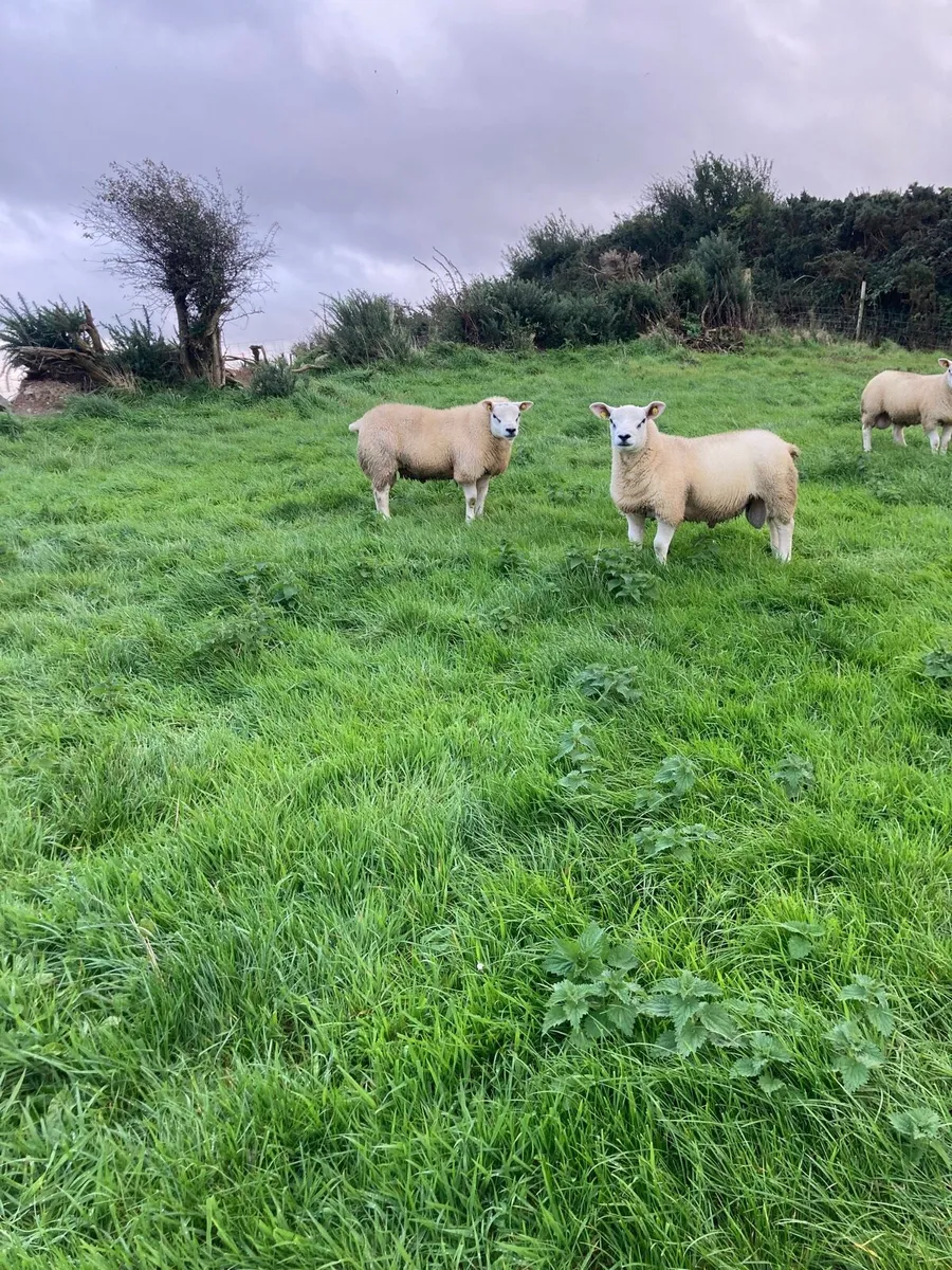 Pedigree texel ram lambs - Image 3
