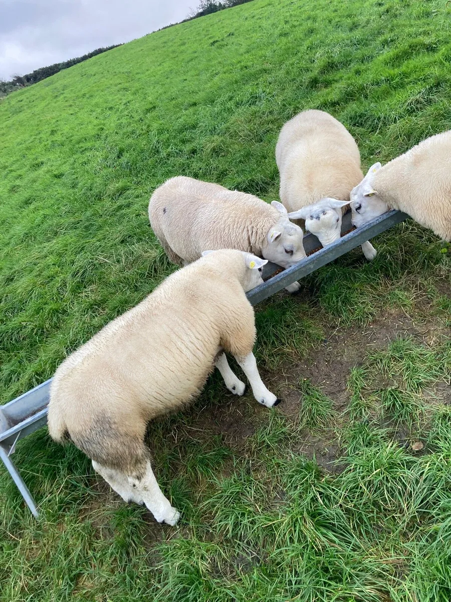 Pedigree texel ram lambs - Image 4