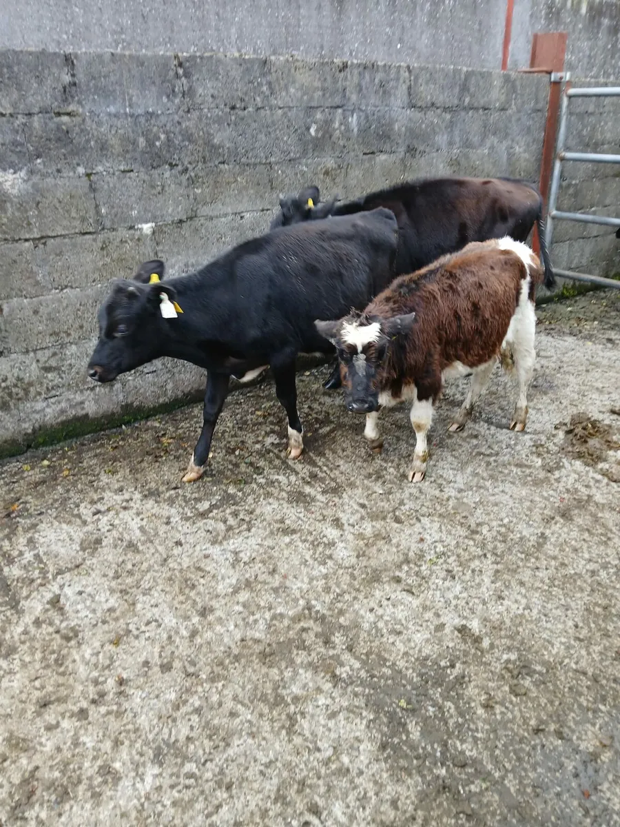 3 heifers