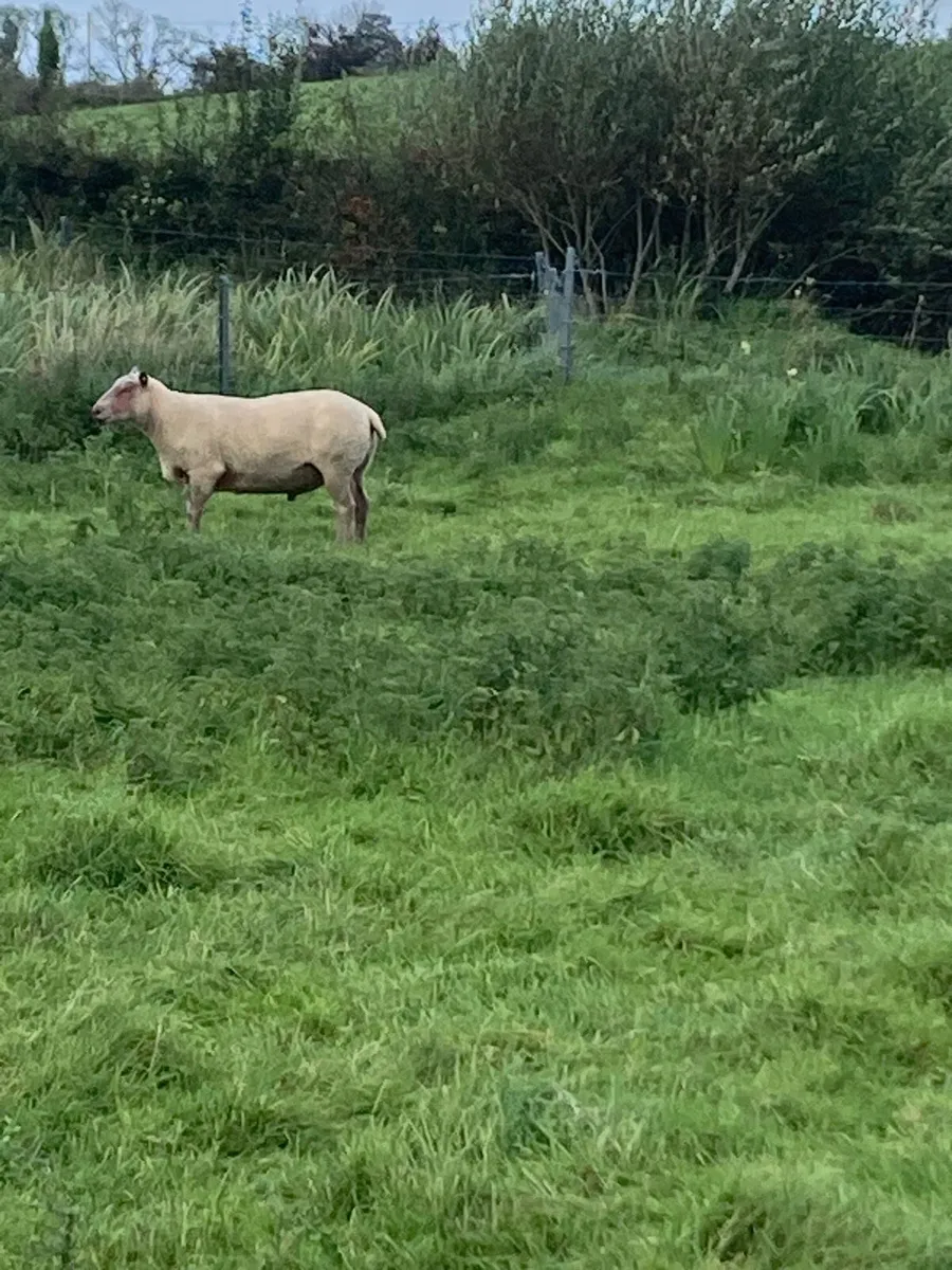 Ram - Image 1