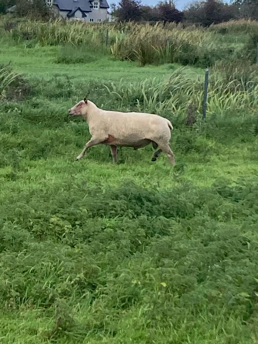 Ram - Image 2