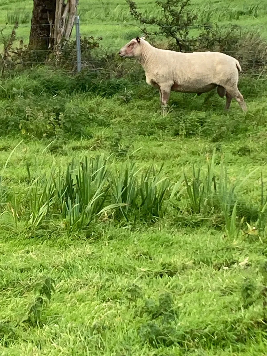 Ram - Image 4