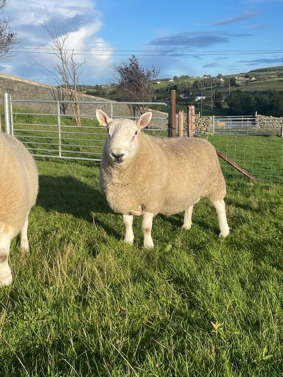 North country Cheviot rams - Image 1