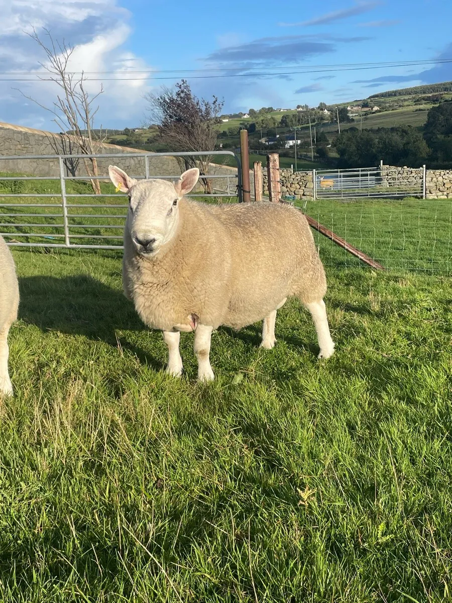 North country Cheviot rams - Image 2