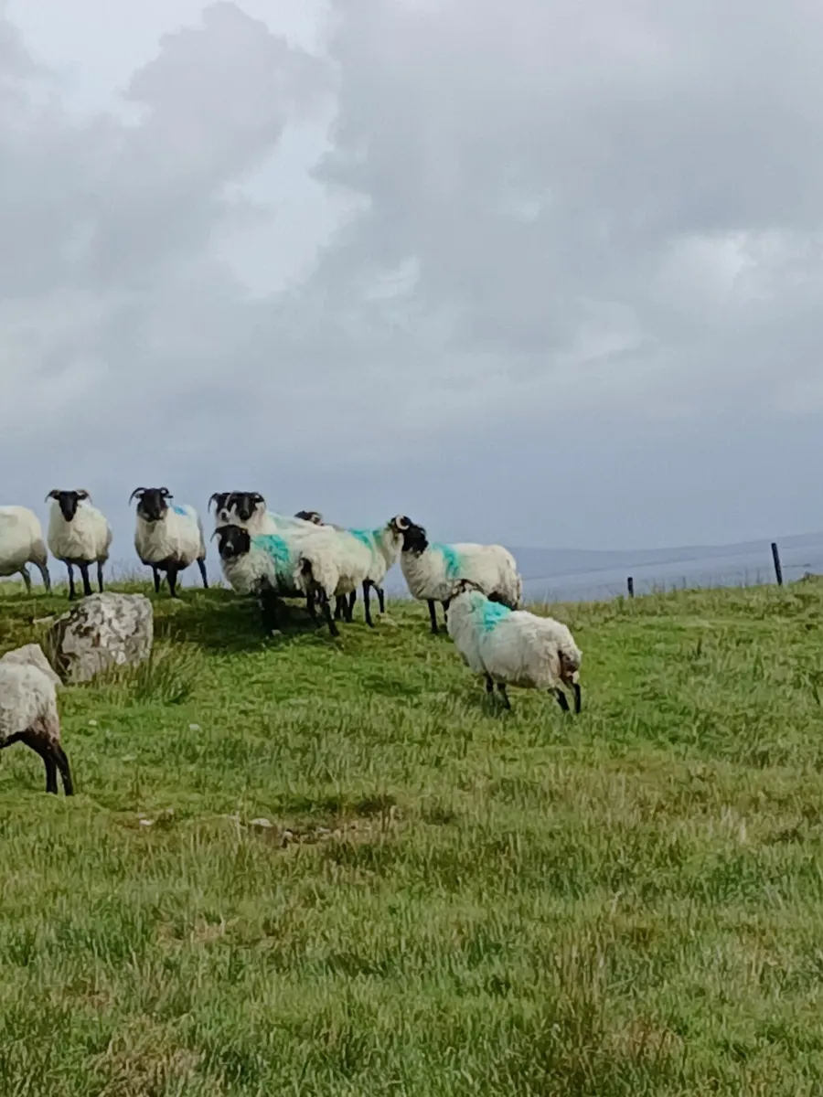 Aged mountain ewes - Image 1