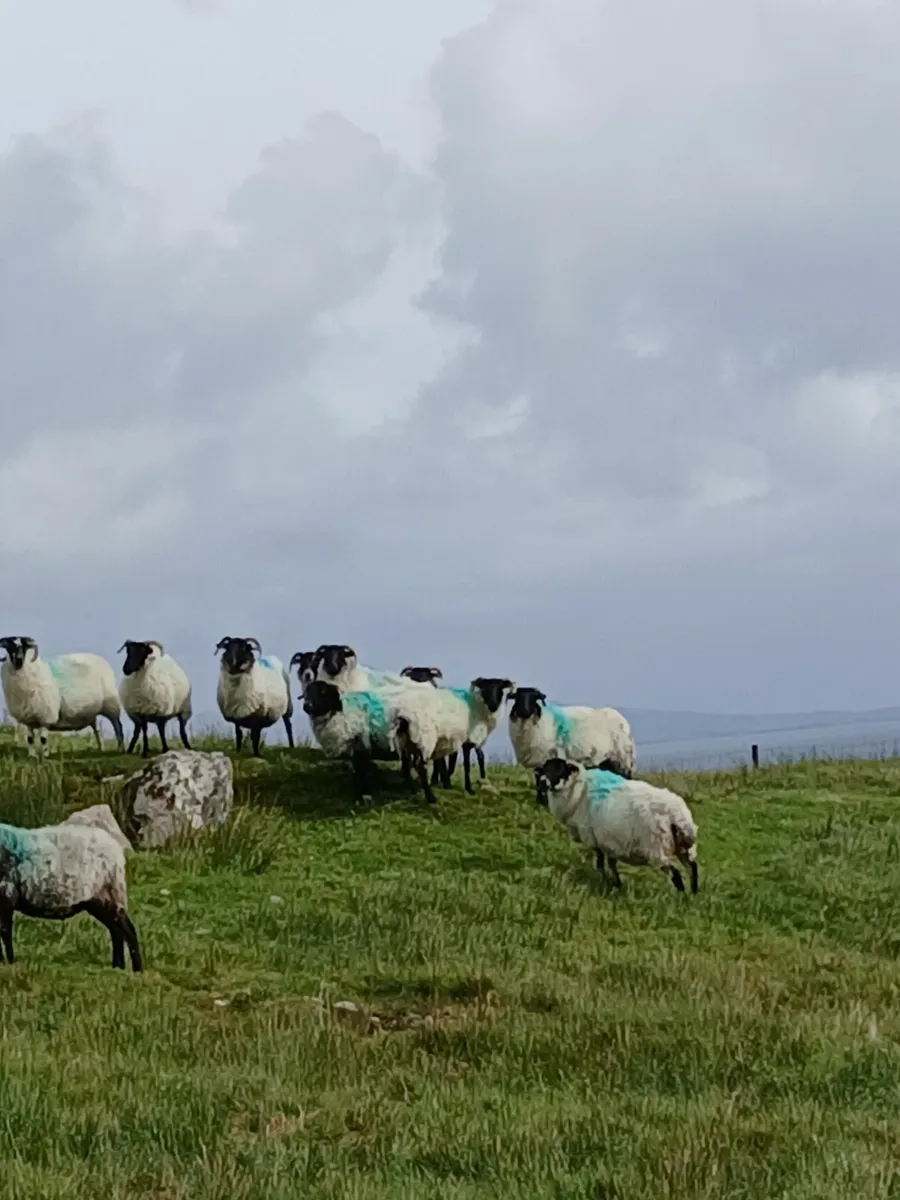 Aged mountain ewes - Image 2