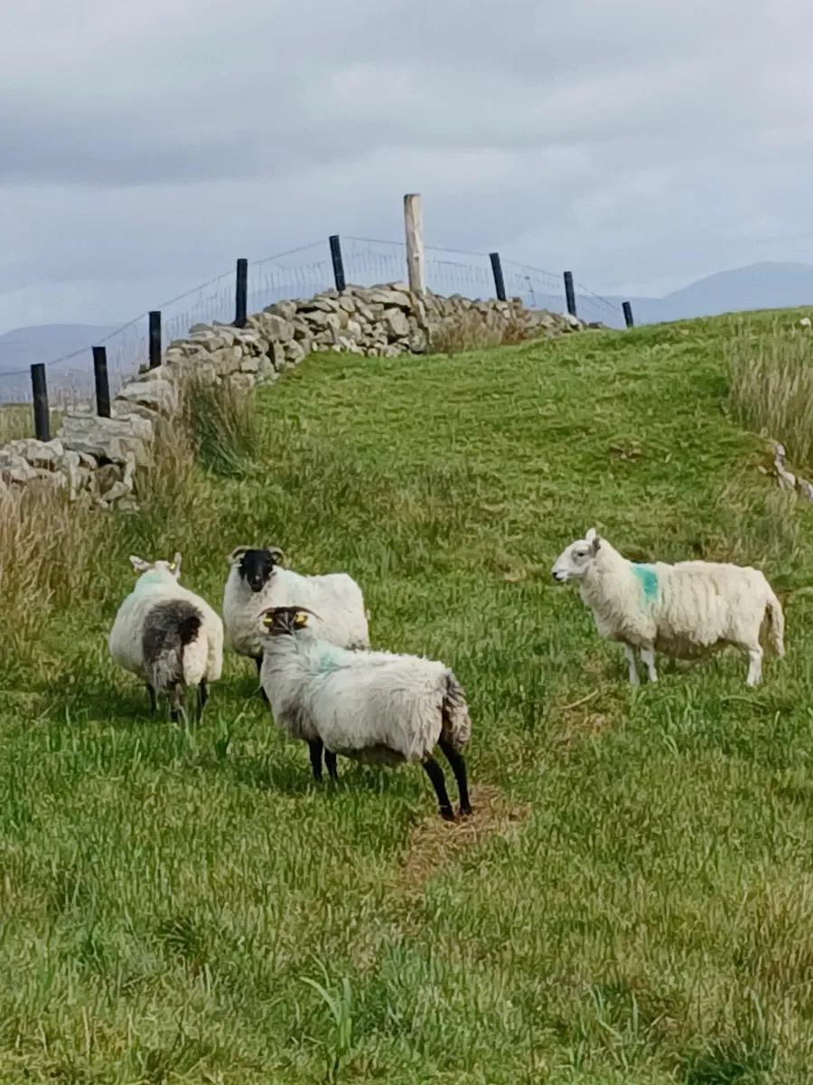 Aged mountain ewes - Image 3