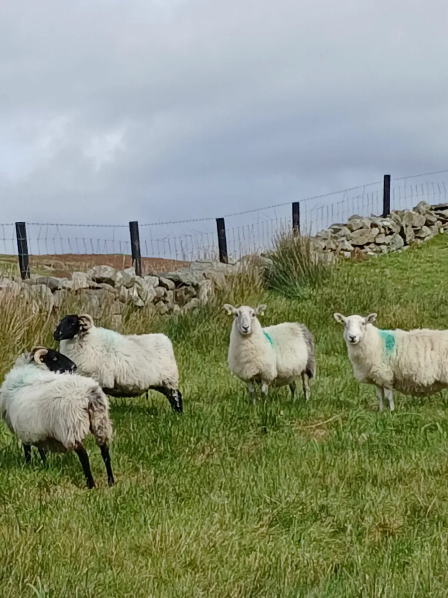 Aged mountain ewes - Image 4