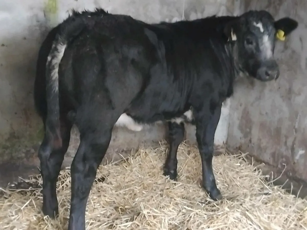 4 ⭐️ Show Quality Blue Limousin Heifer - Image 2