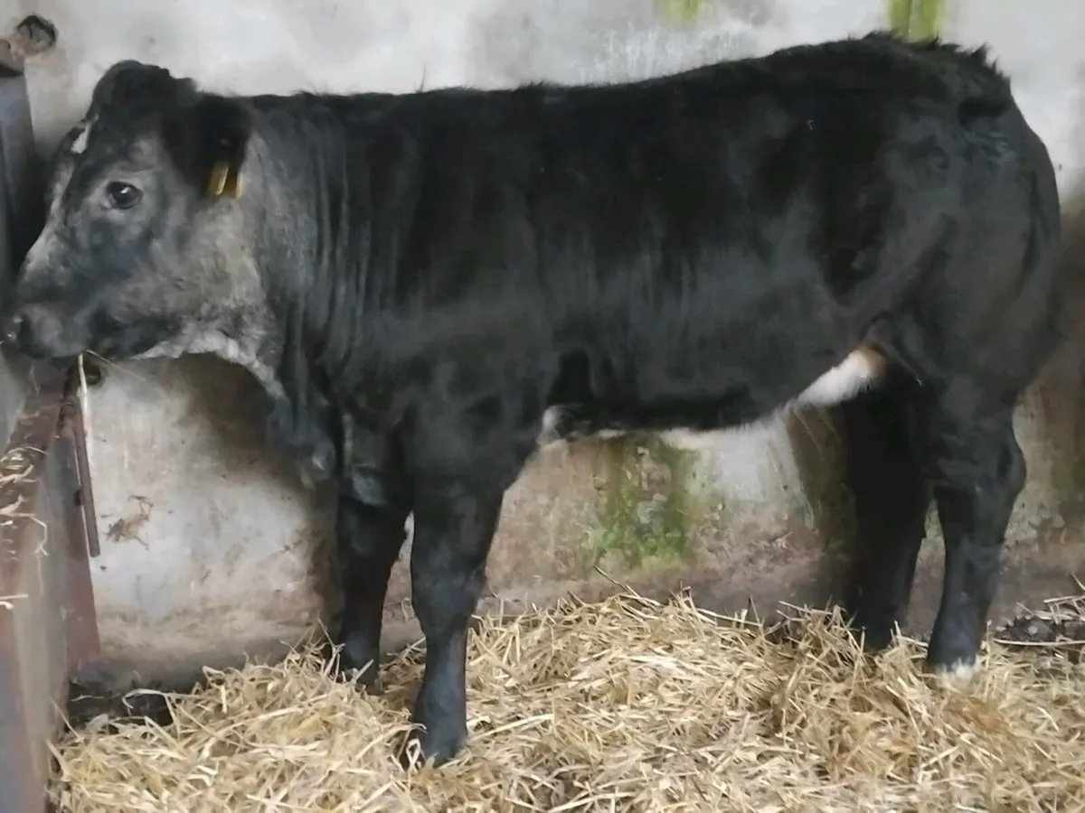 4 ⭐️ Show Quality Blue Limousin Heifer - Image 3