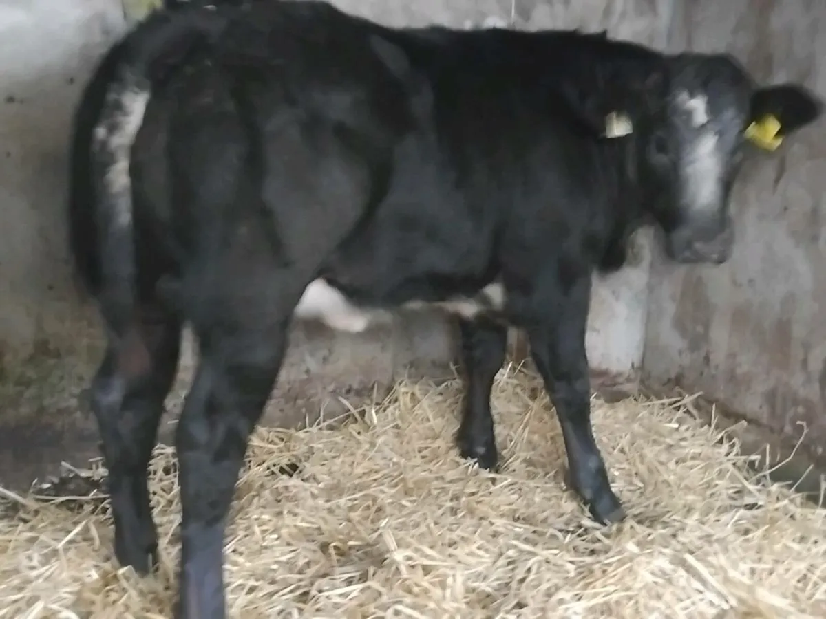 4 ⭐️ Show Quality Blue Limousin Heifer - Image 4