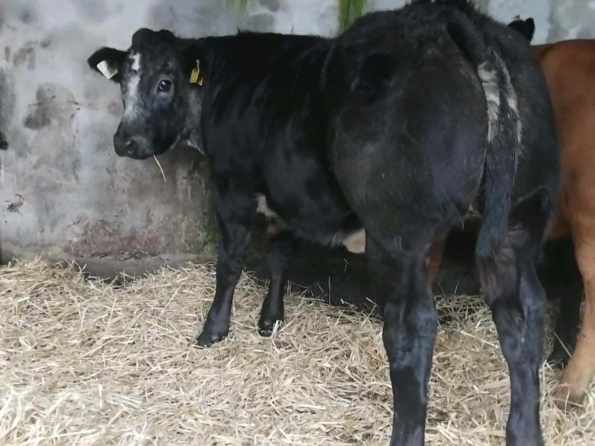 4 ⭐️ Show Quality Blue Limousin Heifer - Image 1