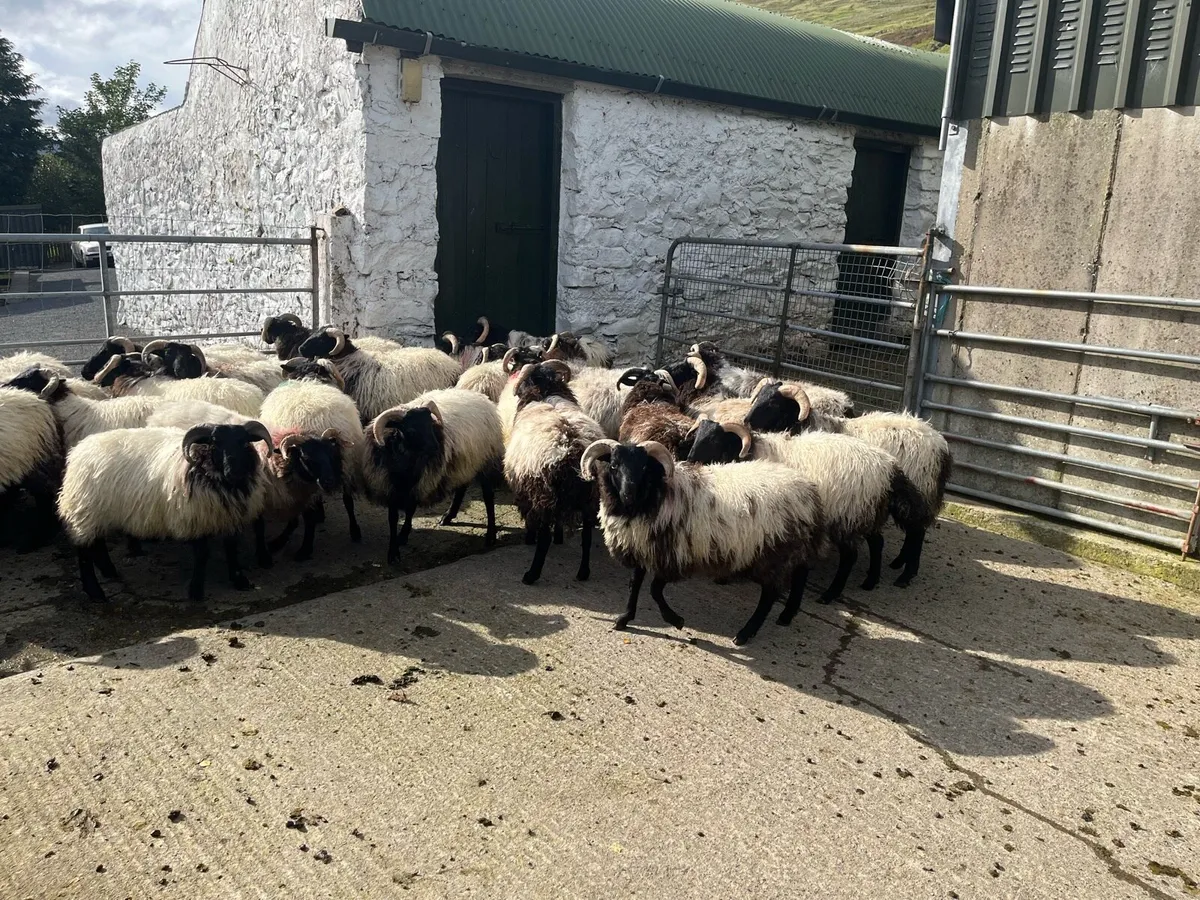 Ram lambs - Image 1