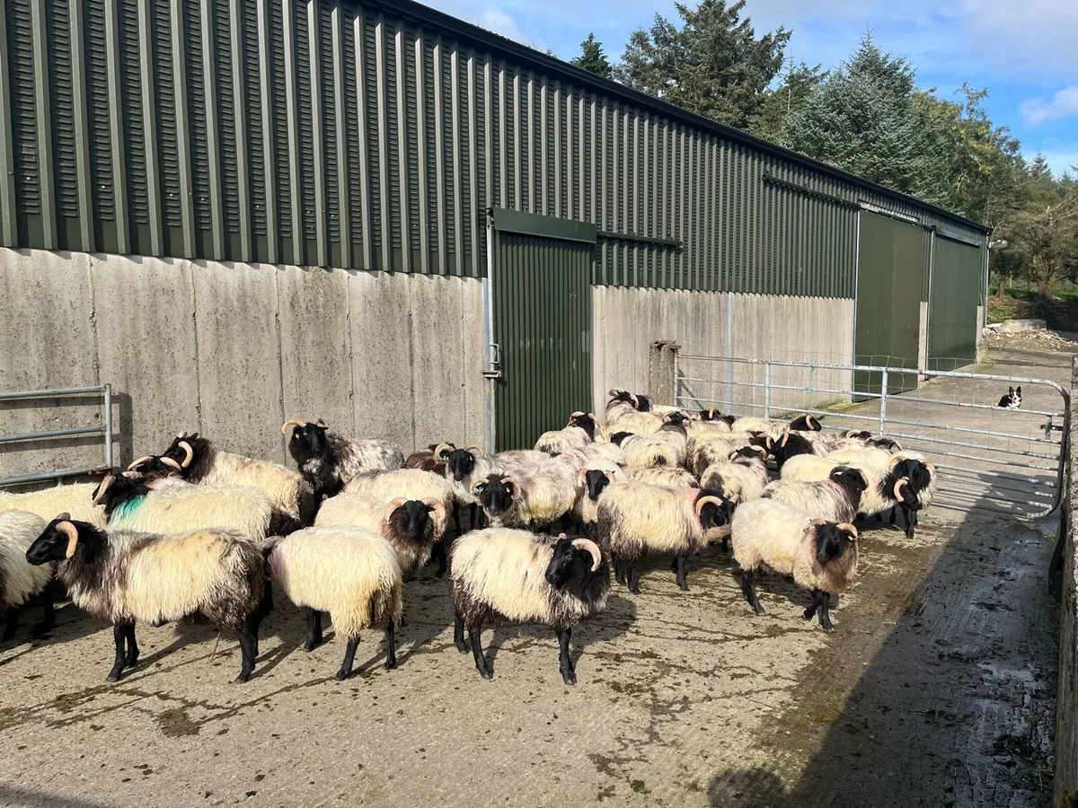 Ram lambs - Image 2