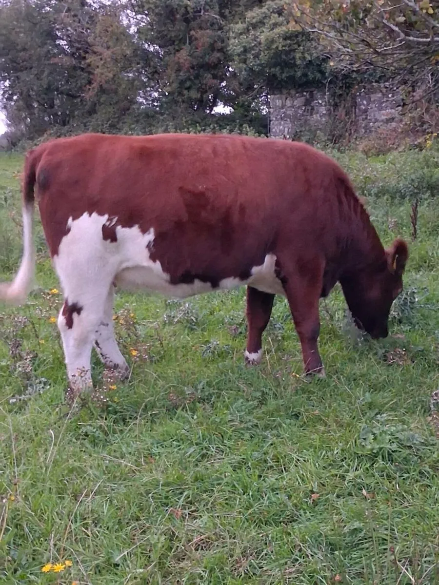 PBR SHORTHORN SPRINGER - Image 2