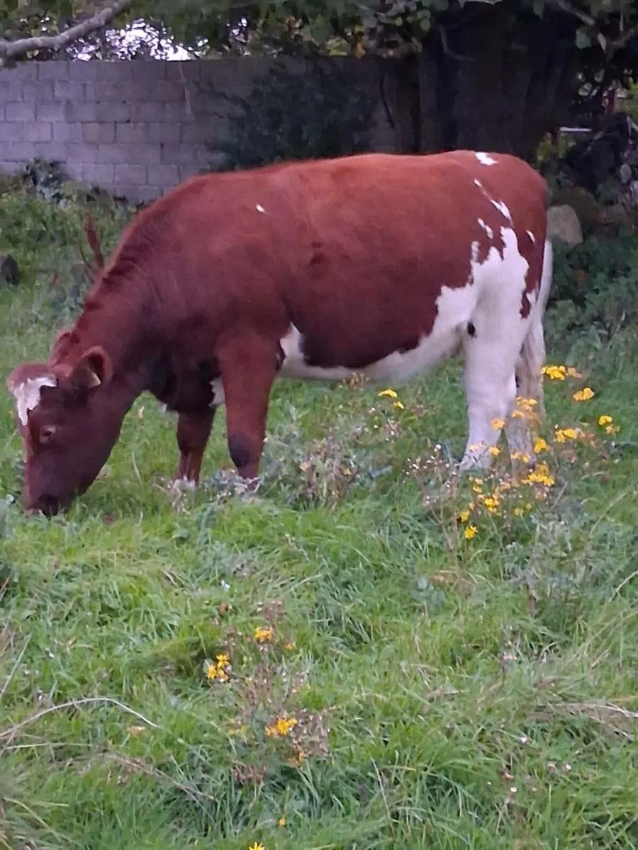 PBR SHORTHORN SPRINGER - Image 3