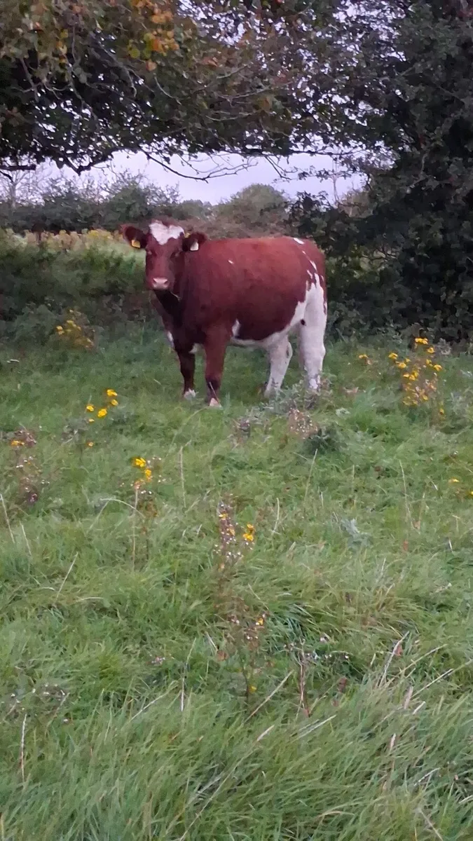 PBR SHORTHORN SPRINGER - Image 4