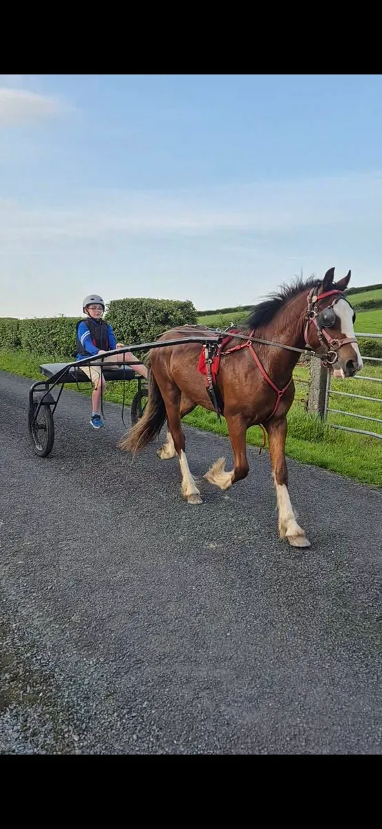Pony