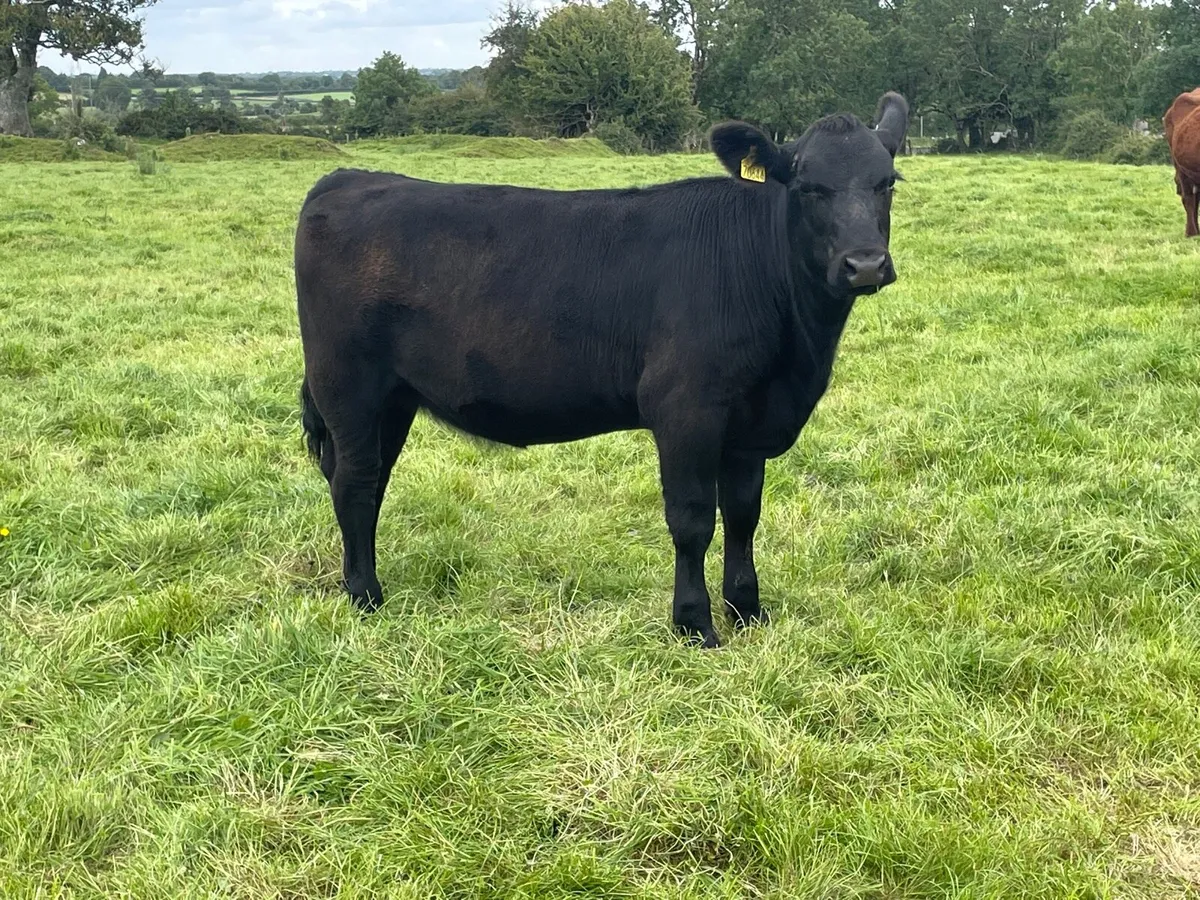 Purebred Registered Angus Heifer - Image 1