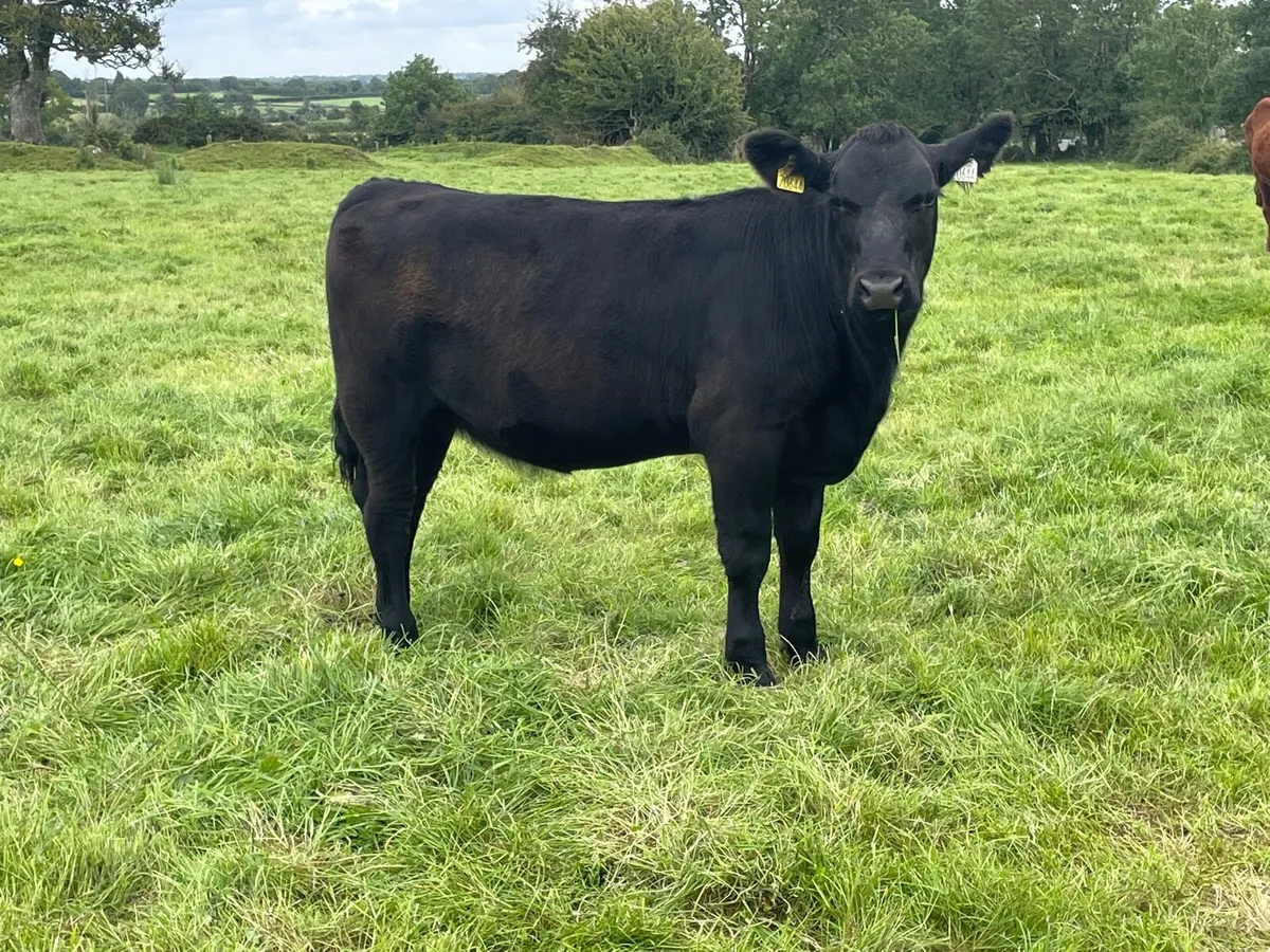 Purebred Registered Angus Heifer - Image 2