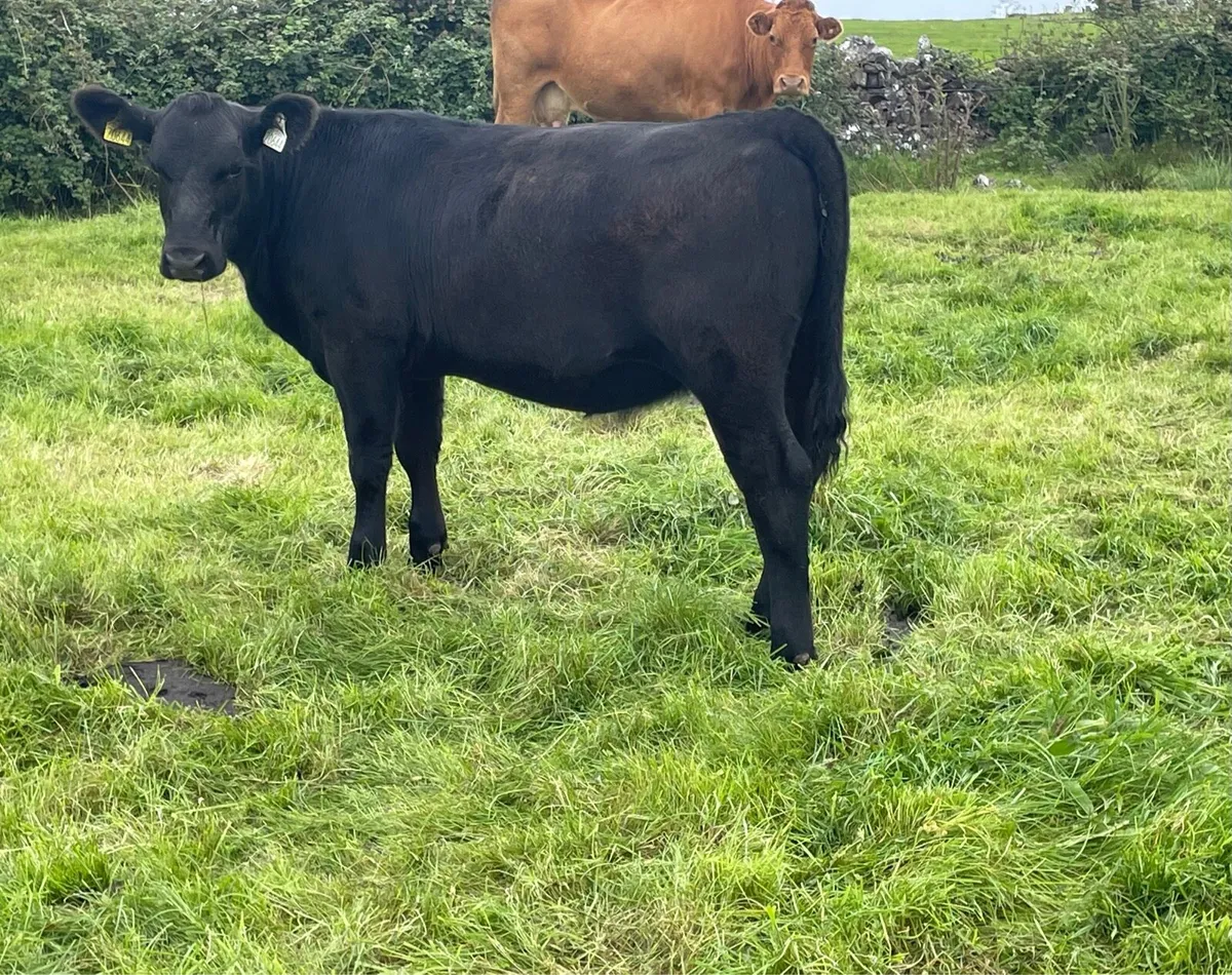 Purebred Registered Angus Heifer - Image 4