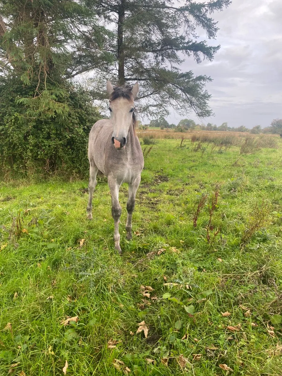 Filly foal by Baltydaniel White Heather - Image 2