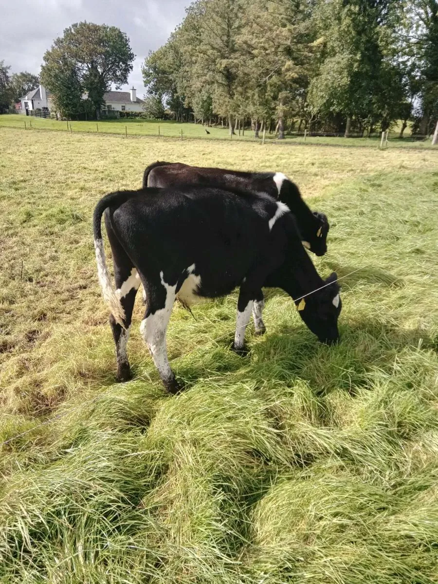2 Fr Bull Weanlings - Image 1
