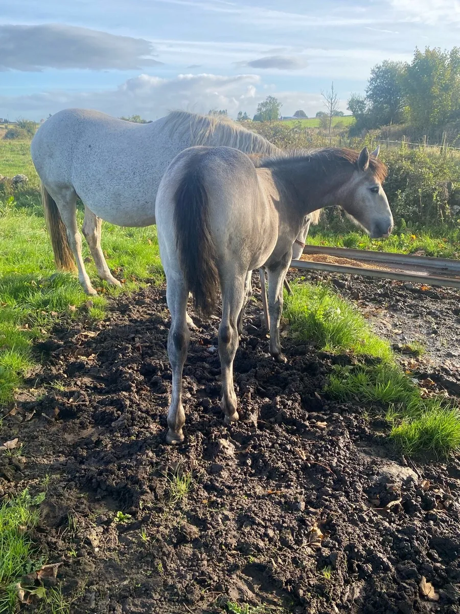 Filly foal by Baltydaniel White Heather - Image 3