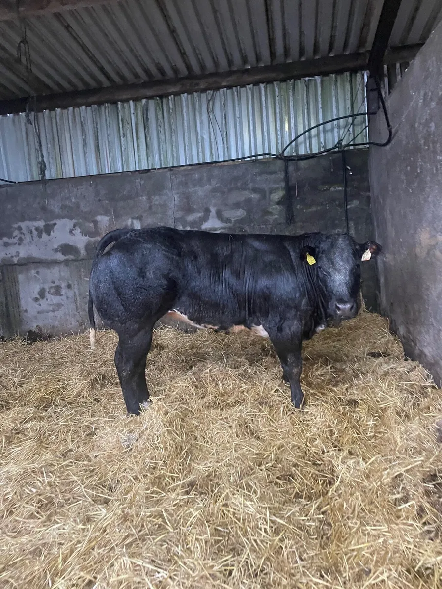 Breeding Heifers For Balla 19th September - Image 1