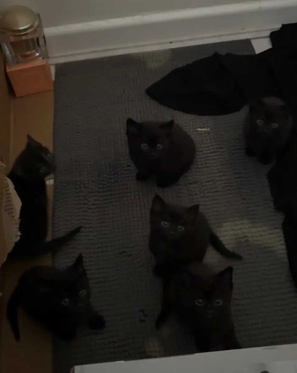 Kittens - Image 2