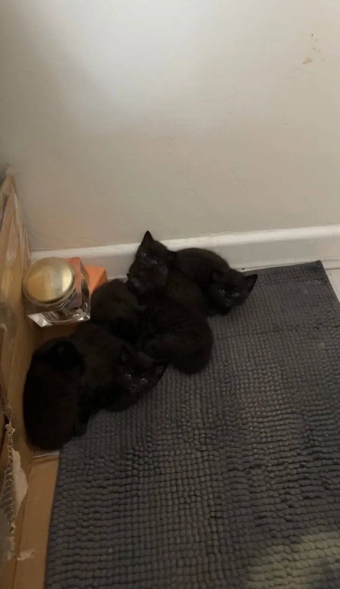 Kittens - Image 3