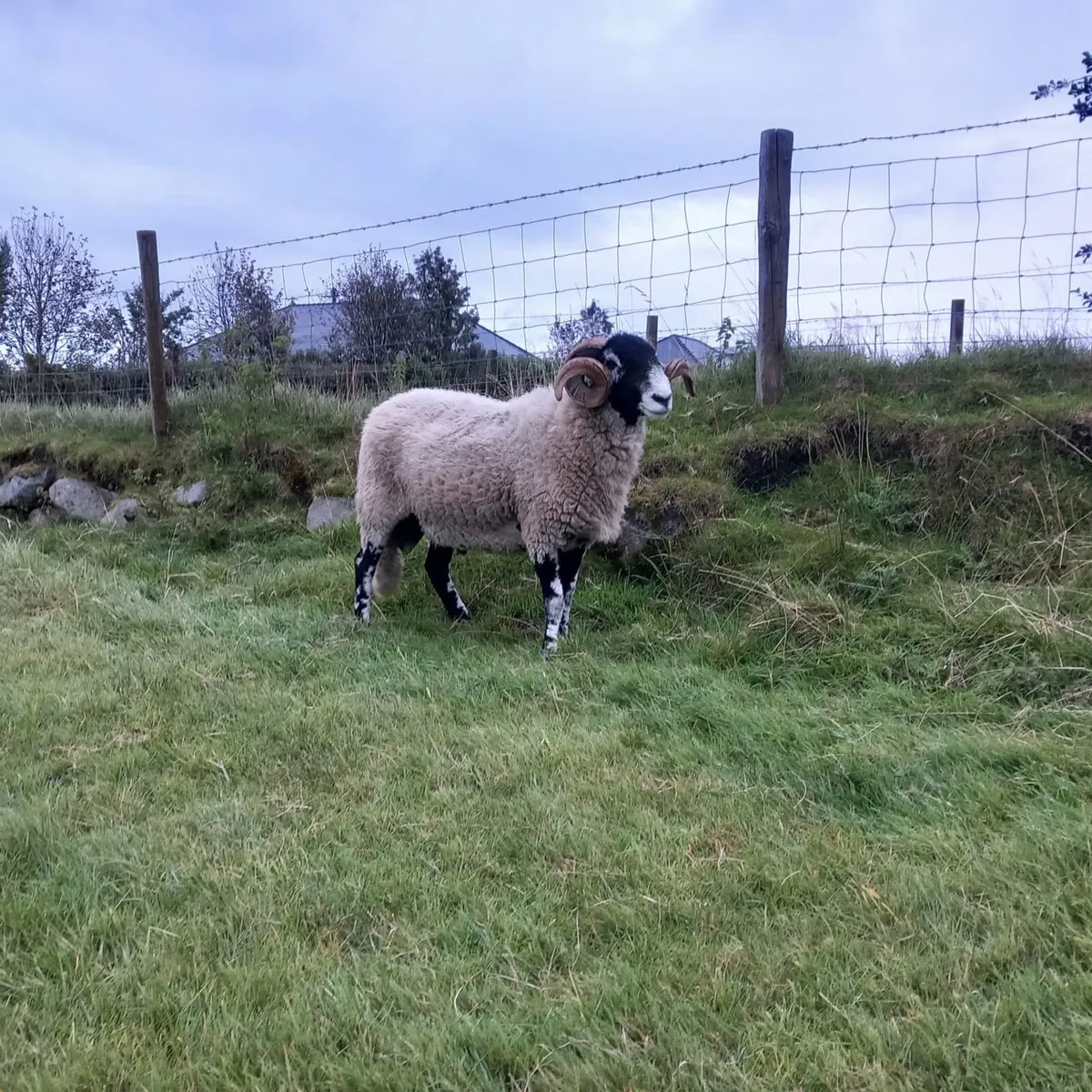 Swaledale Sheep Sale Friday 19th September - Image 3