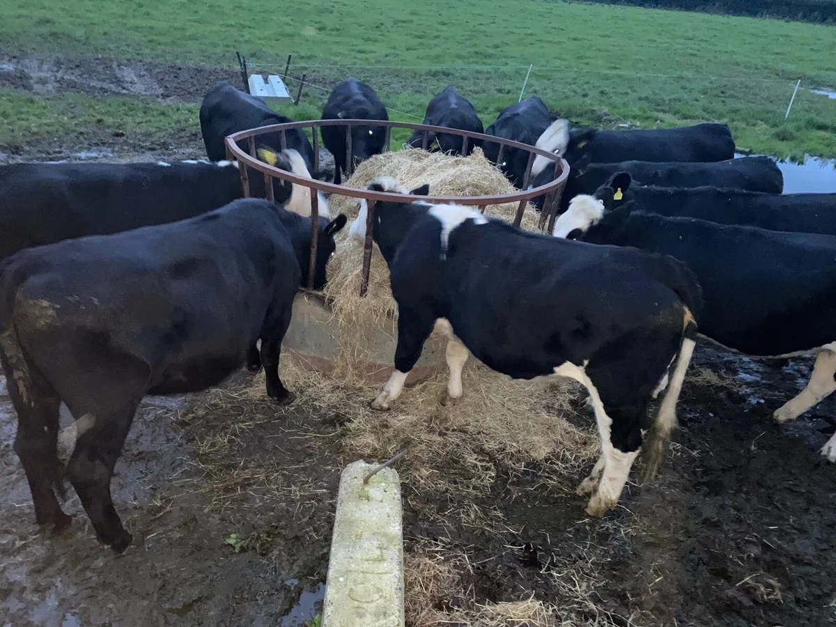 ** Heifers ** - Image 1