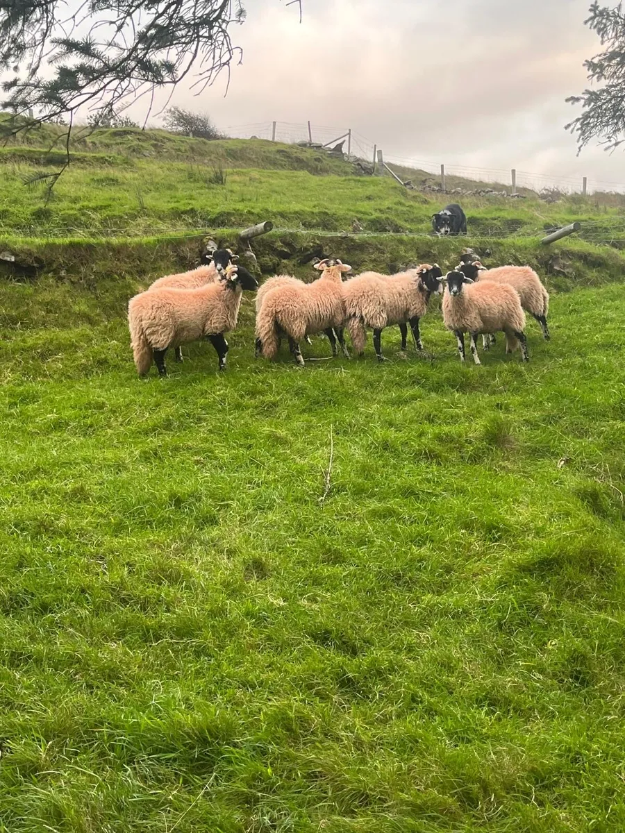 Swaledale Sheep Sale Friday 19th September - Image 4
