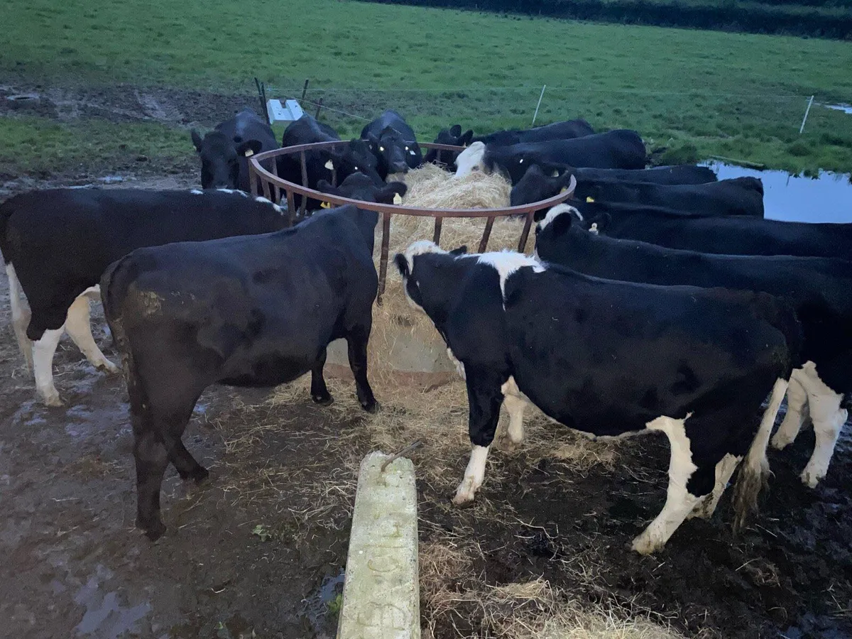 ** Heifers ** - Image 2