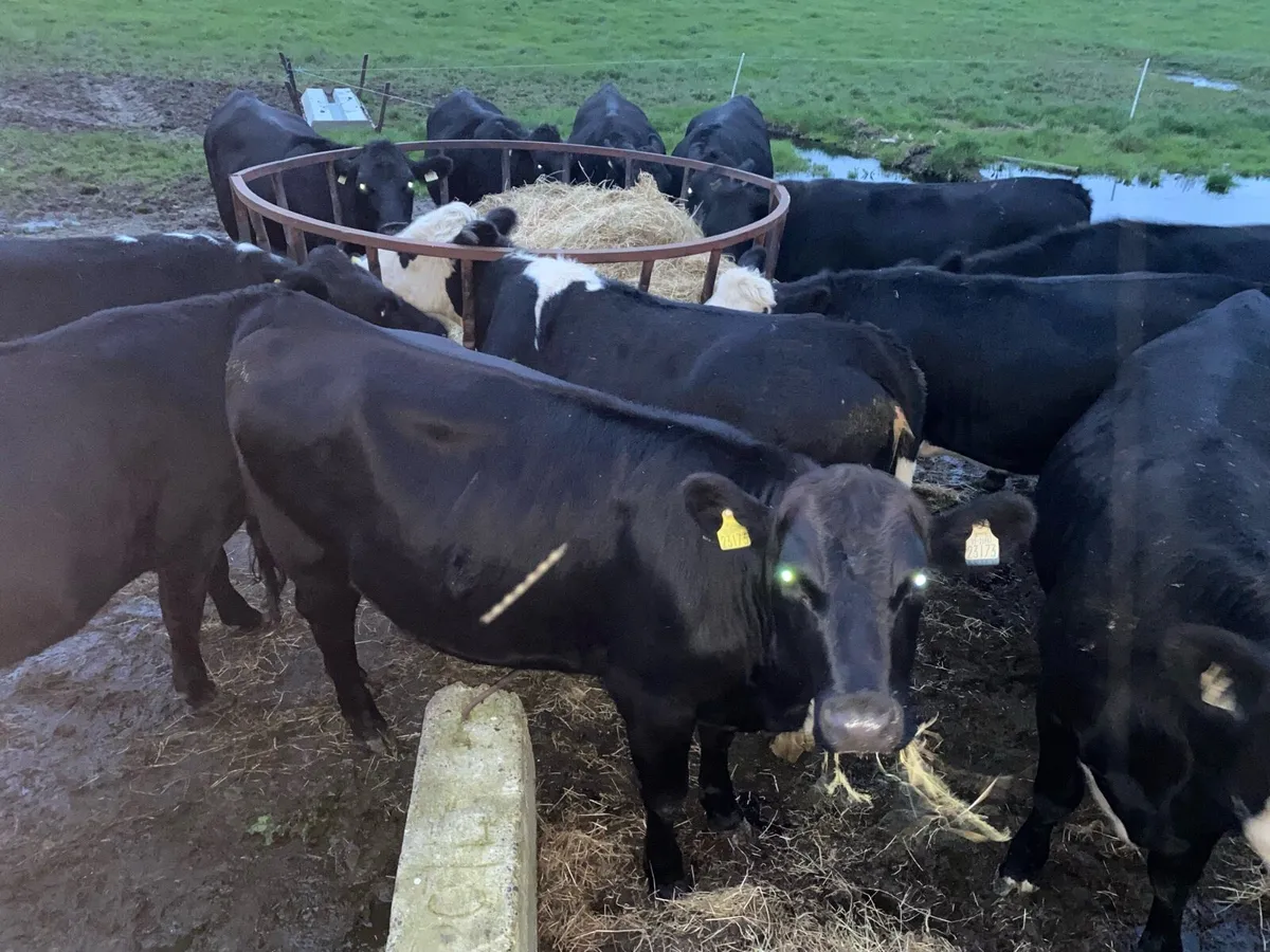 ** Heifers ** - Image 3