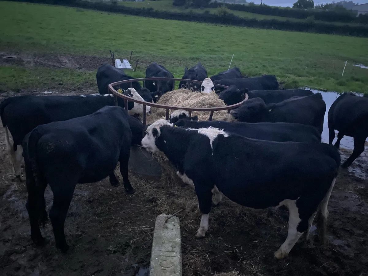 ** Heifers ** - Image 4