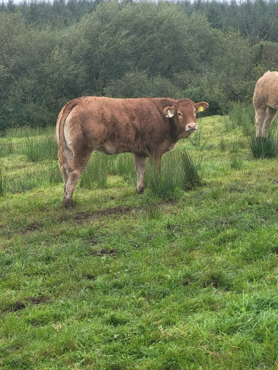 Quality Weanlings - Image 1