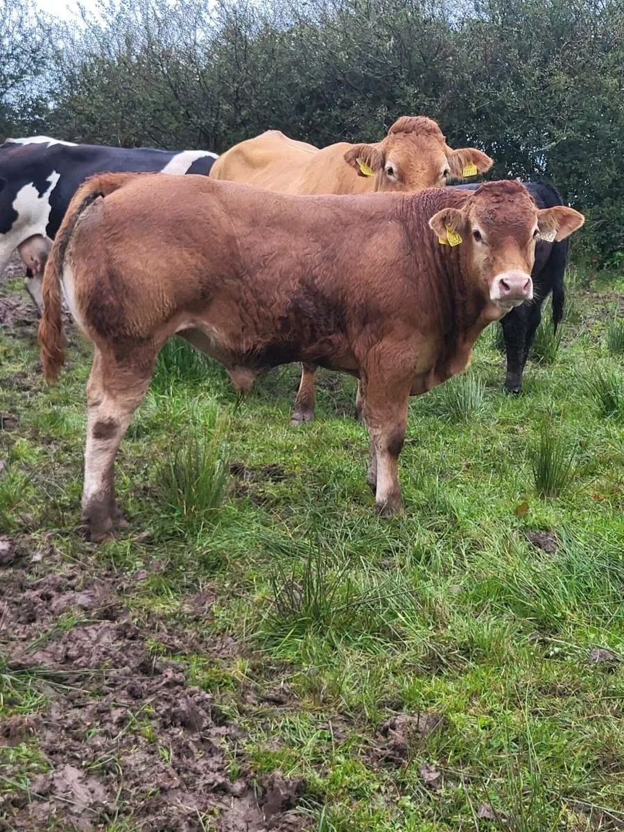 Quality Weanlings - Image 3