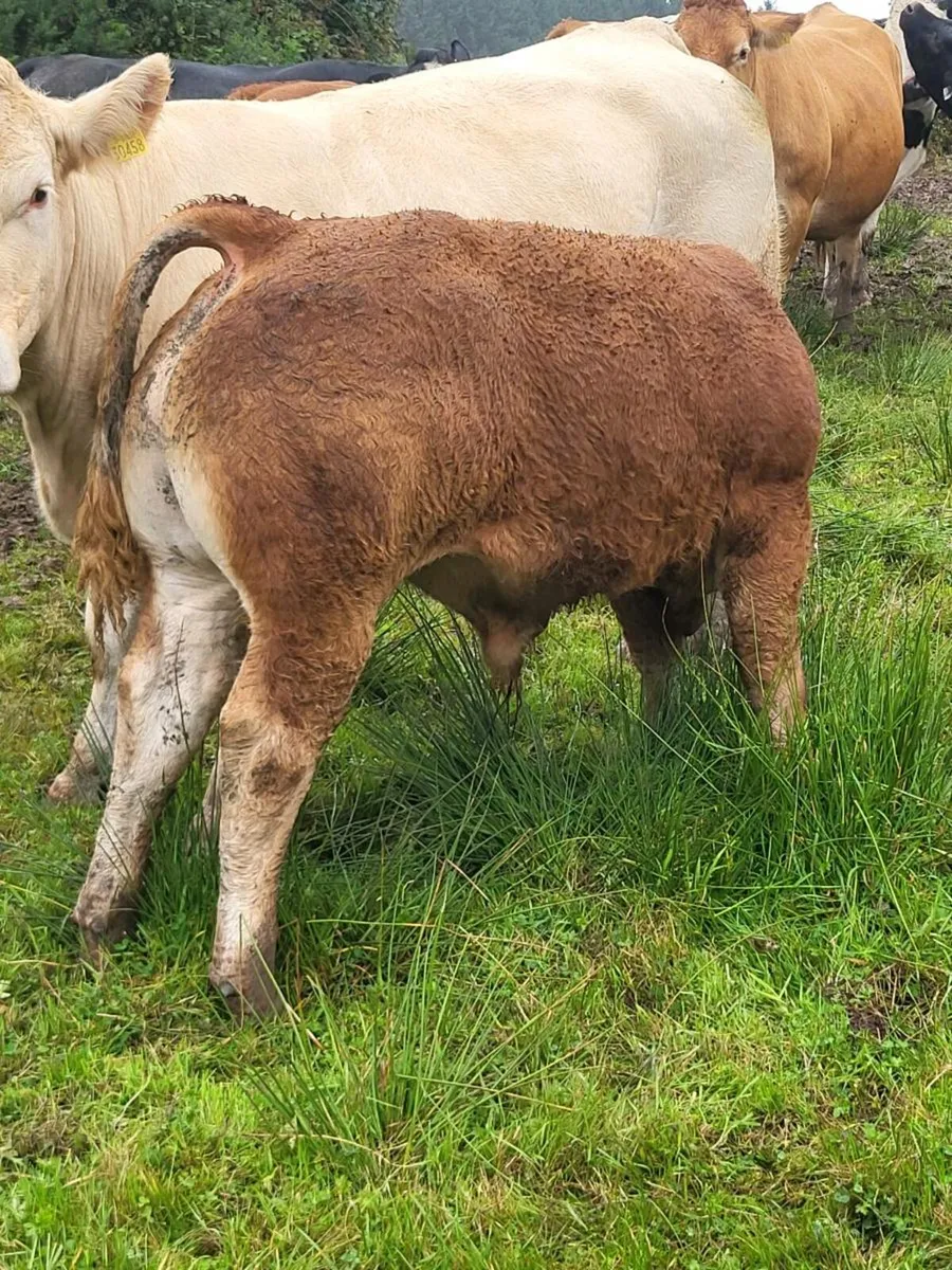 Quality Weanlings - Image 4