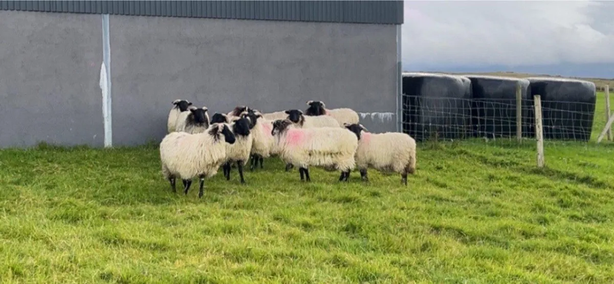 Blackface Ewe Lambs - Image 1