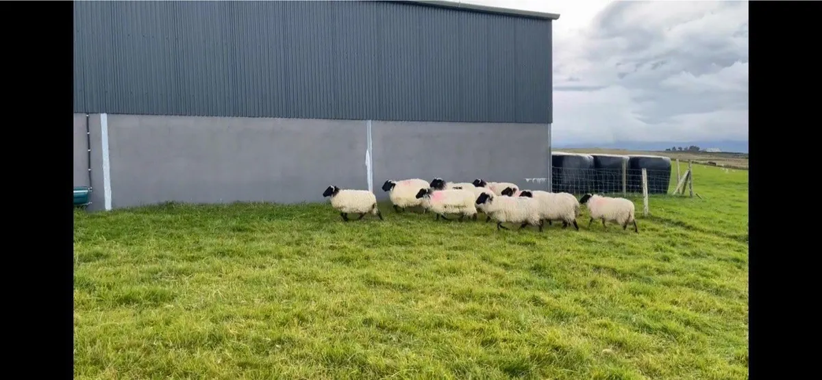 Blackface Ewe Lambs - Image 2