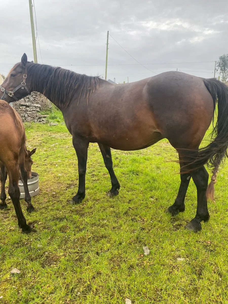 Filly foal by Phenomene Bleu VDM - Image 3
