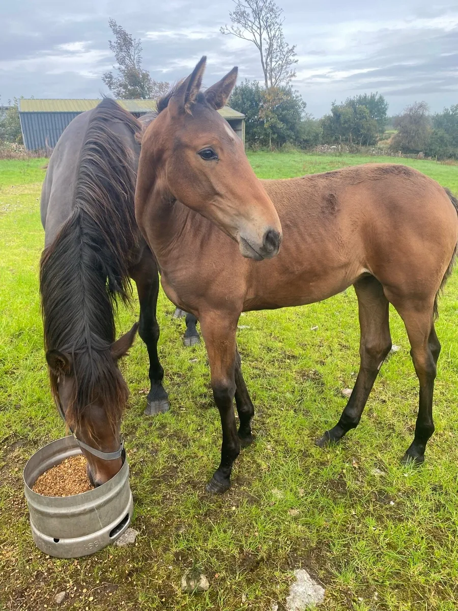 Filly foal by Phenomene Bleu VDM - Image 4