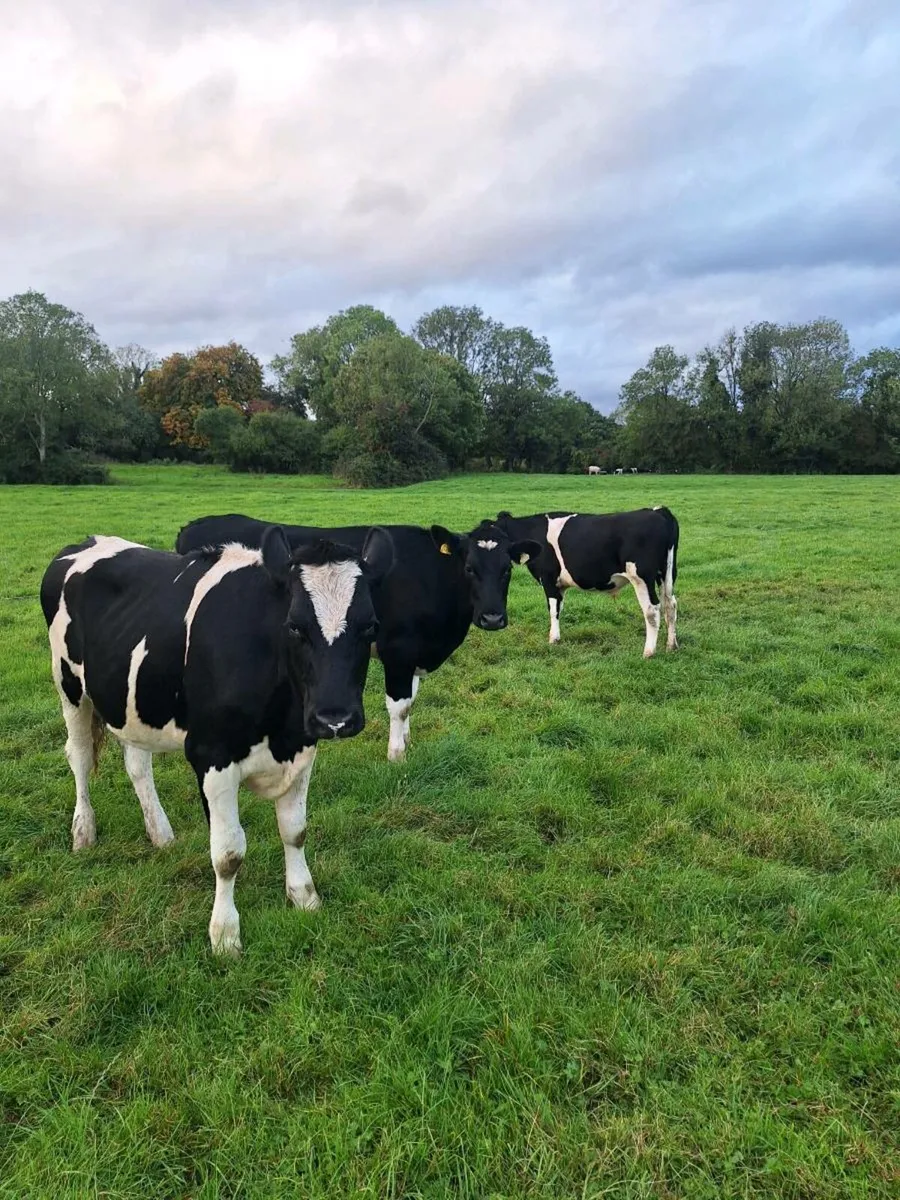 3 FR Fresian Bullocks - 450kg - Image 1