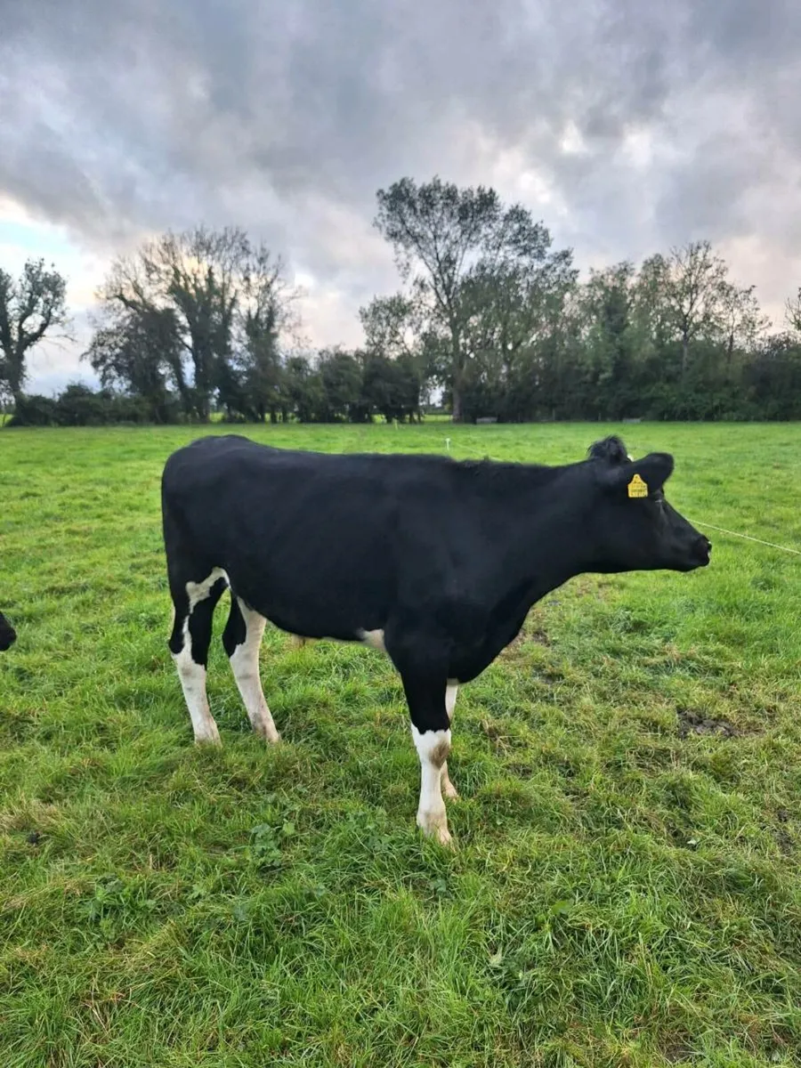 3 FR Fresian Bullocks - 450kg - Image 2
