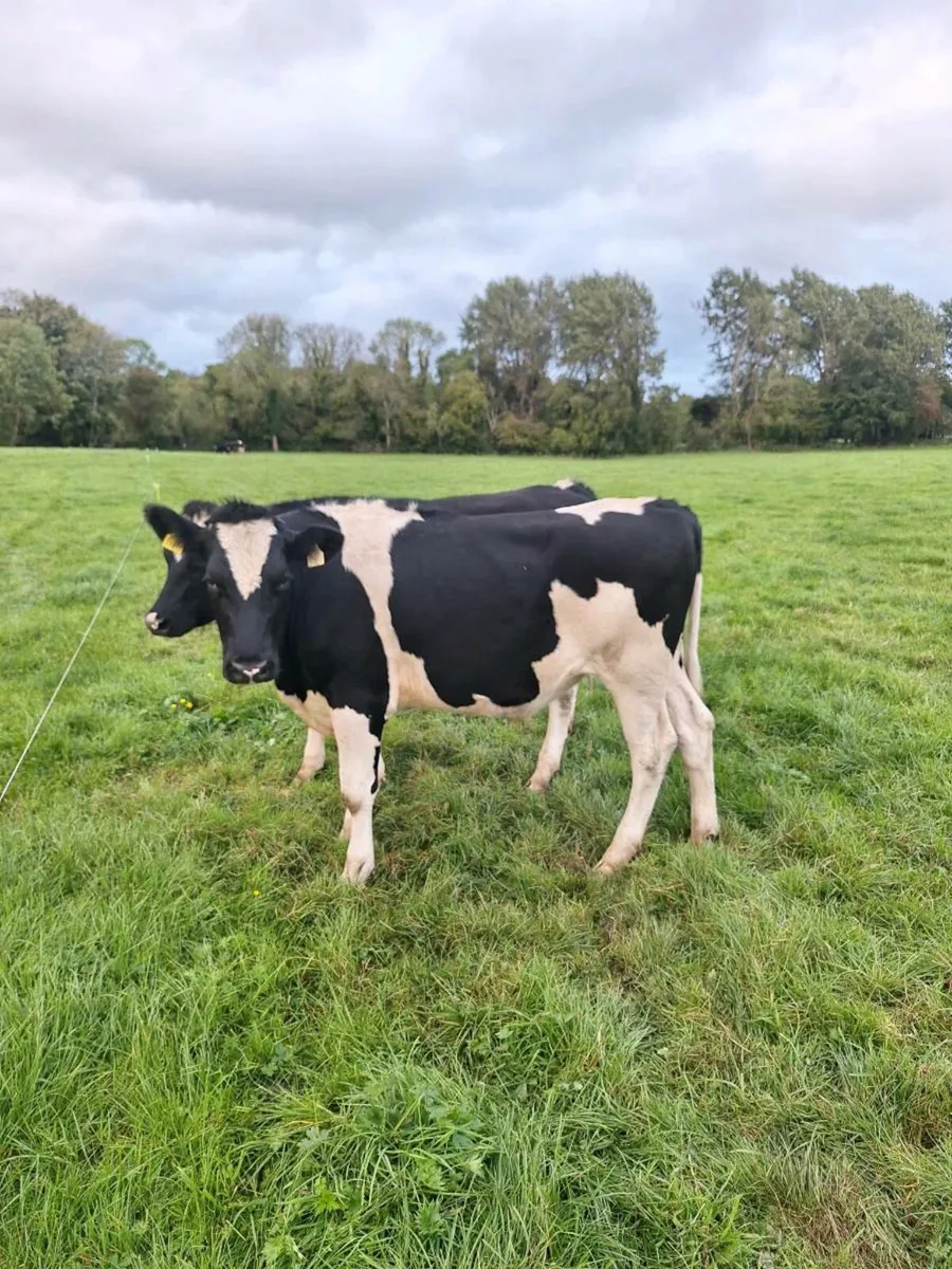 3 FR Fresian Bullocks - 450kg - Image 3