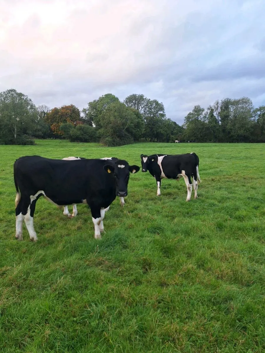 3 FR Fresian Bullocks - 450kg - Image 4
